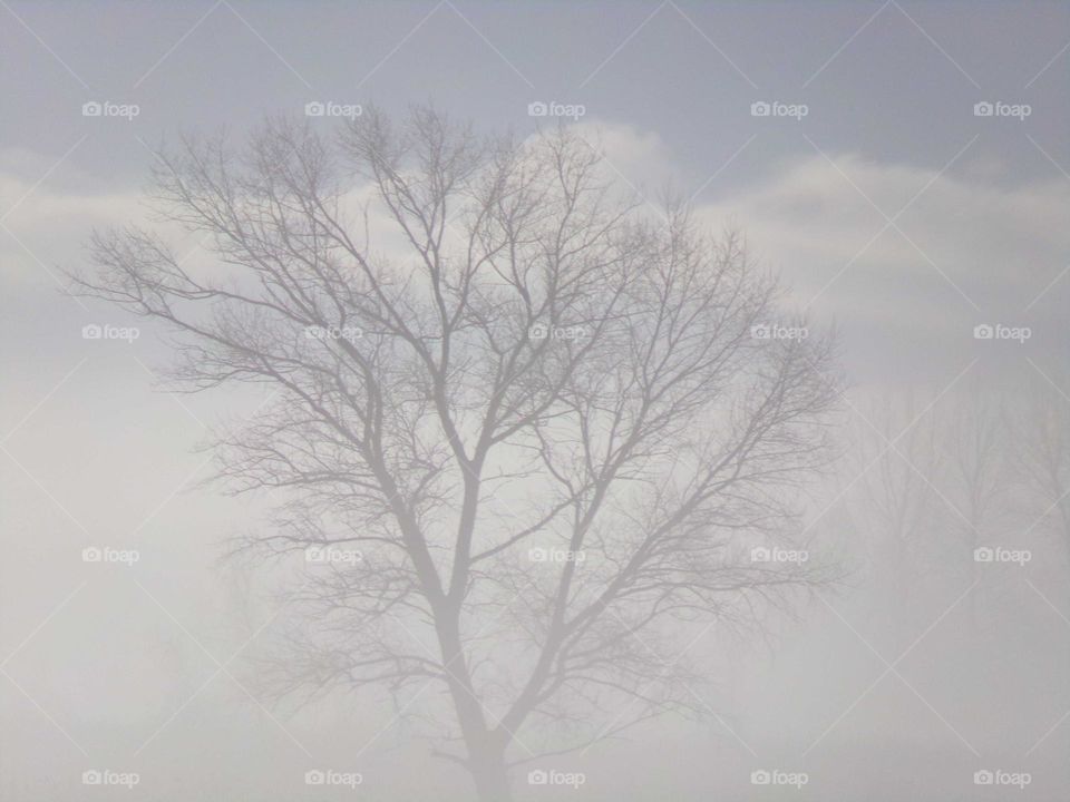 Kahler Baum im Nebel