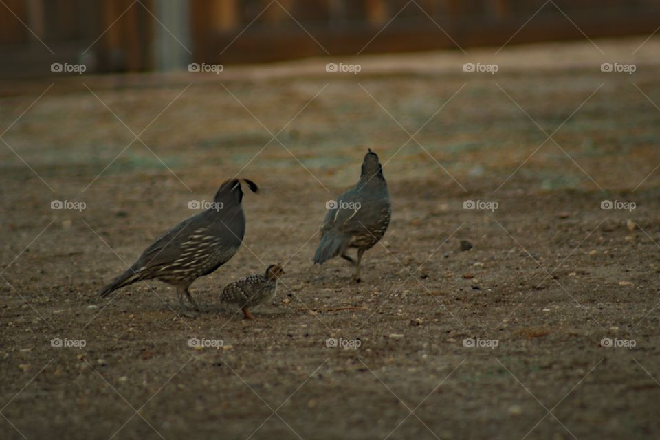 Family of quail