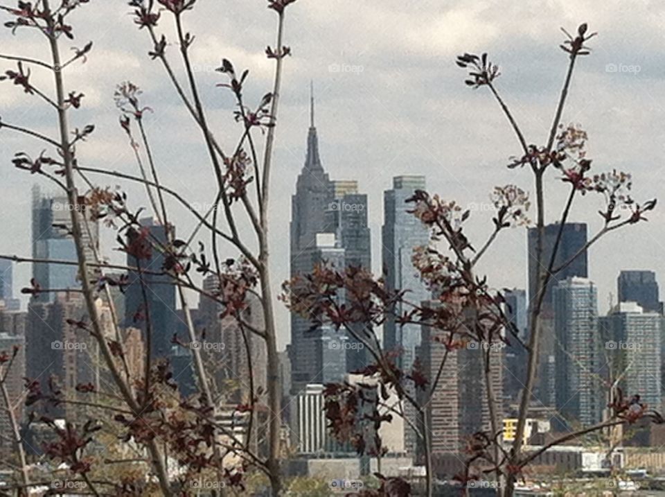 Empir state building thru trees