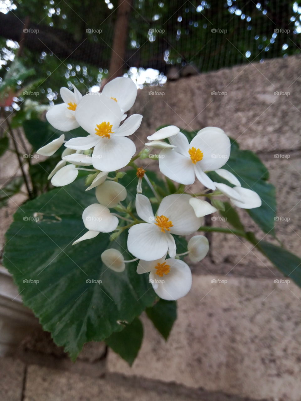 white snow Color petal