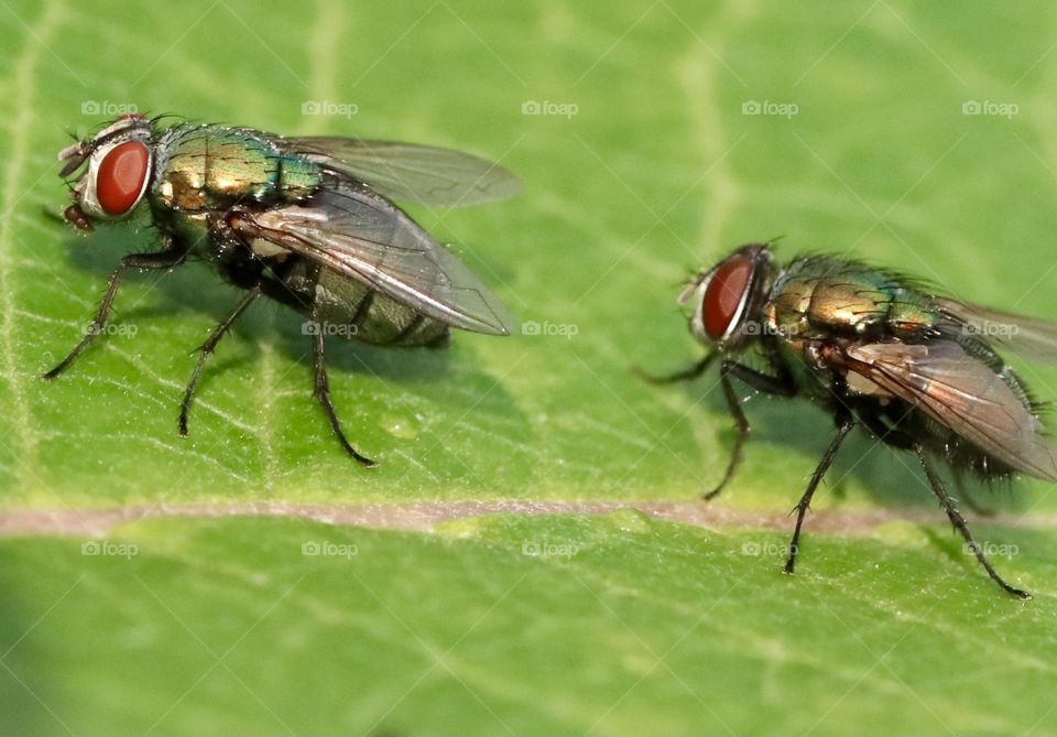 Two flies on a leaf