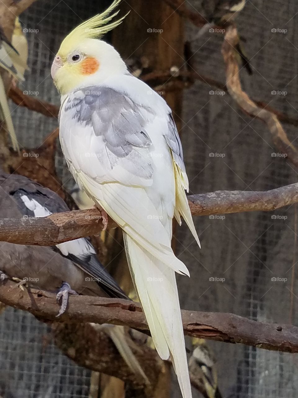 Cokatiel 2 Pretty Bird