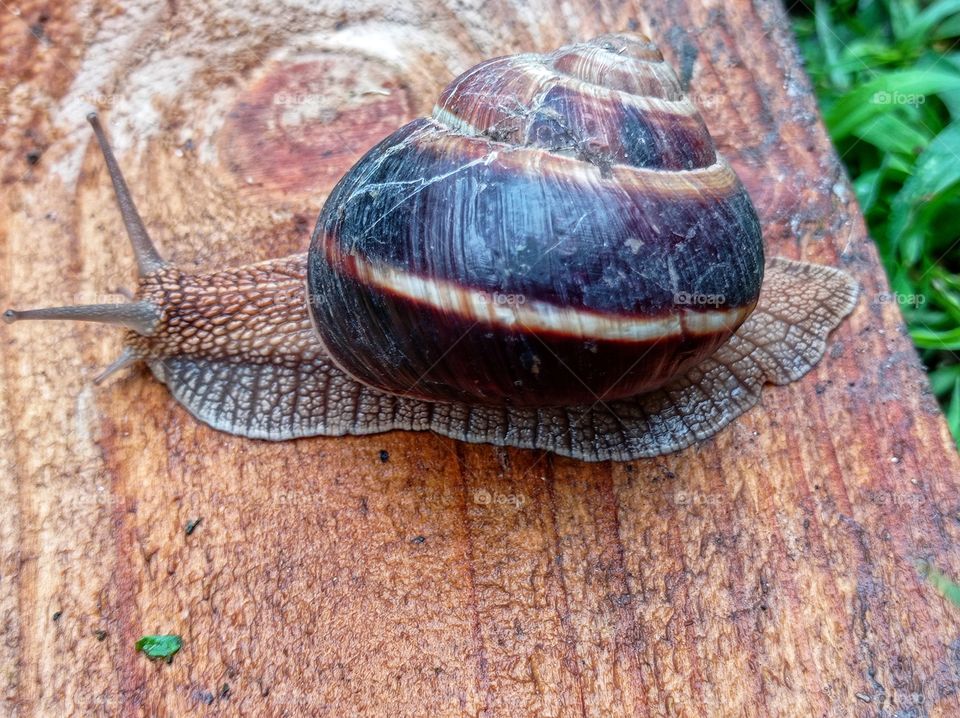 The mountain snail is a terrestrial gastropod mollusk in the family Helicidae. A large snail with a spherical shell.