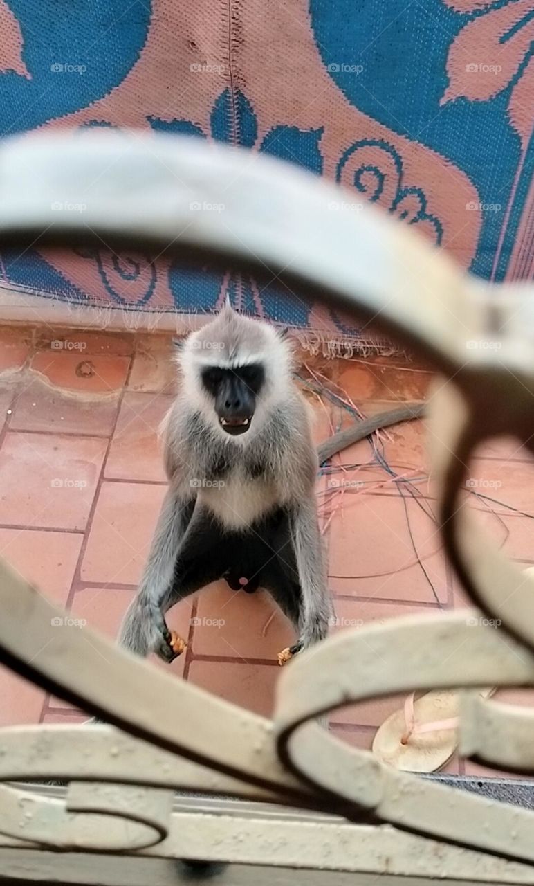 monkey
