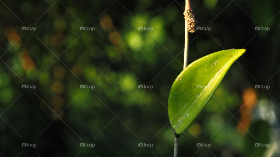Leaf in the nature