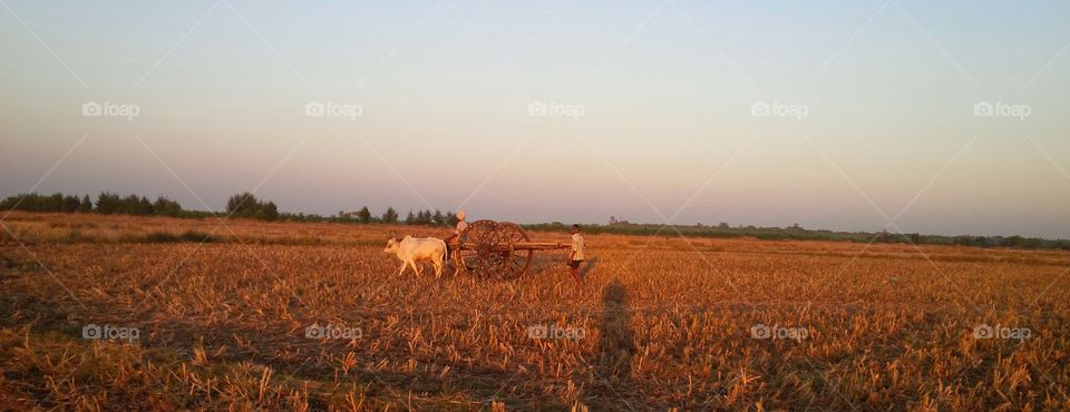 farmer returns to home from crop field