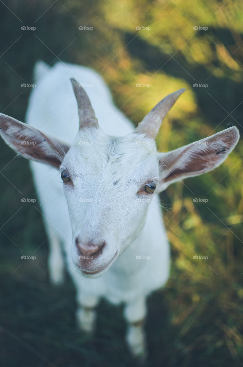 Little goat