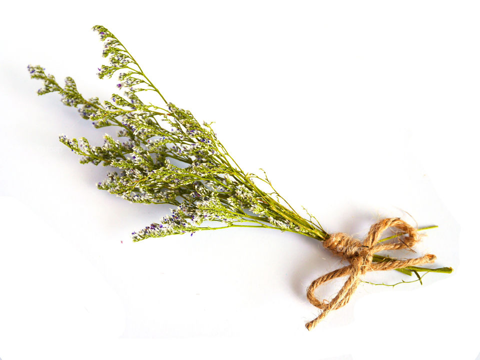 Close-up of dry flower