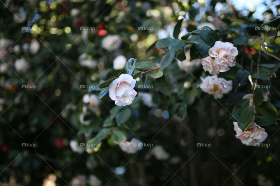 Blush pink roses