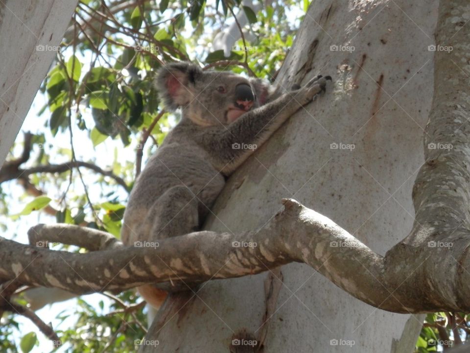 Koala