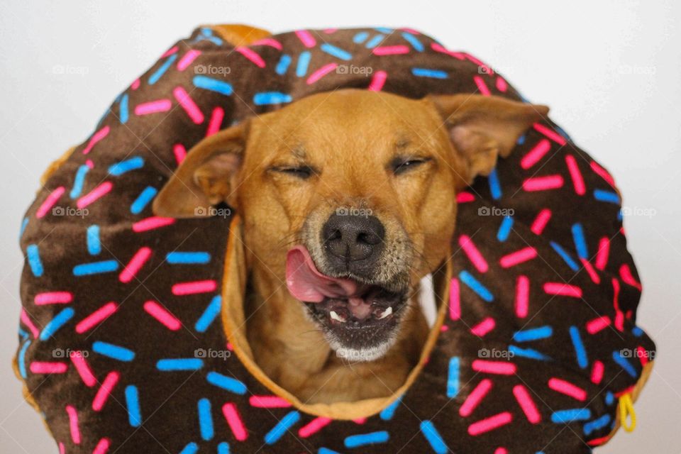 A dog in a donut 