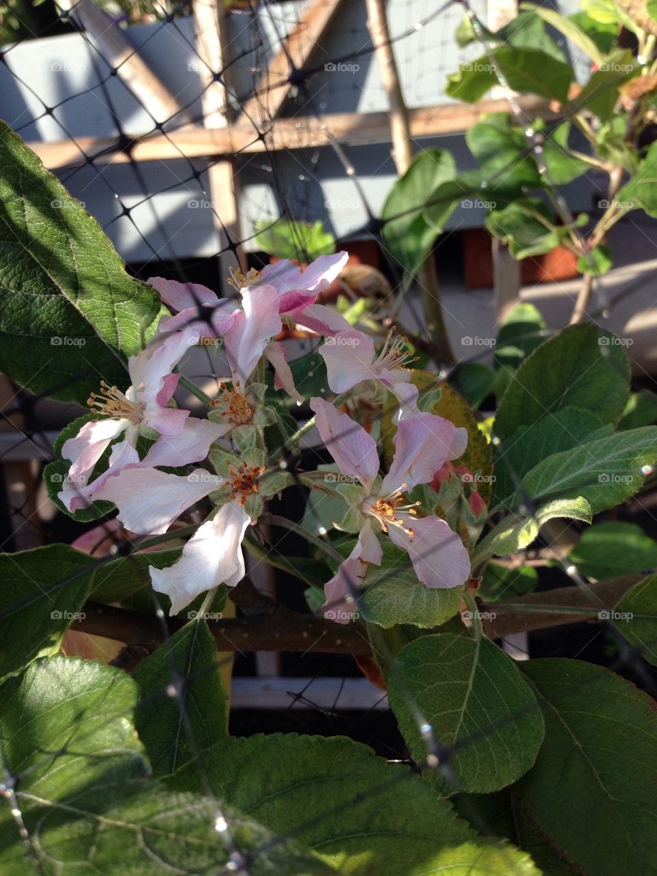 Apple blossoms 