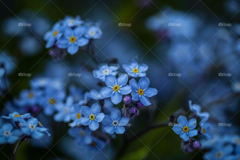 Forget-me-nots