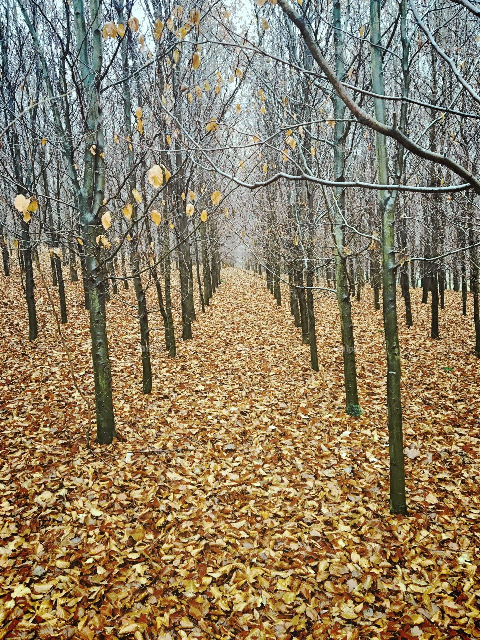 Beech Forest im Winter 