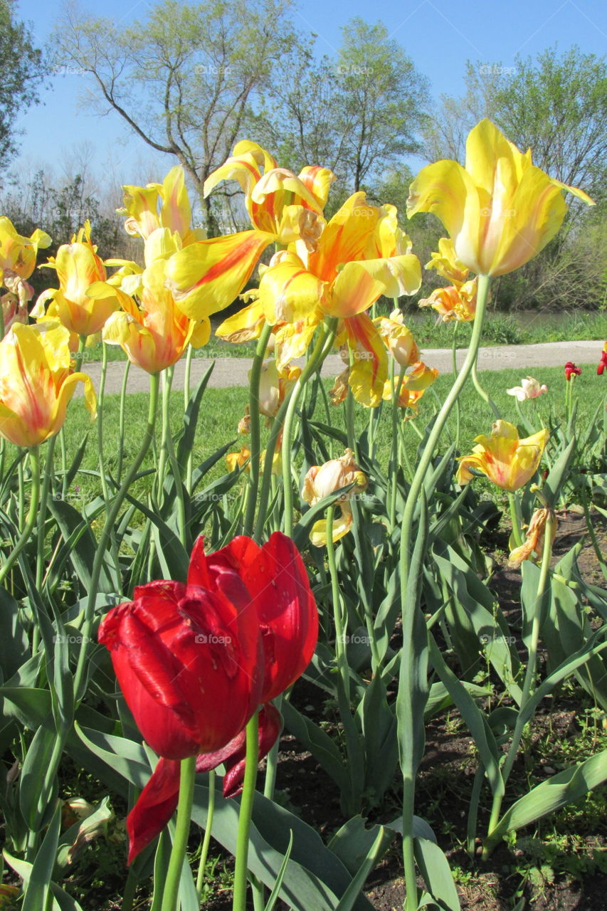 Tulip, Nature, Flower, No Person, Flora