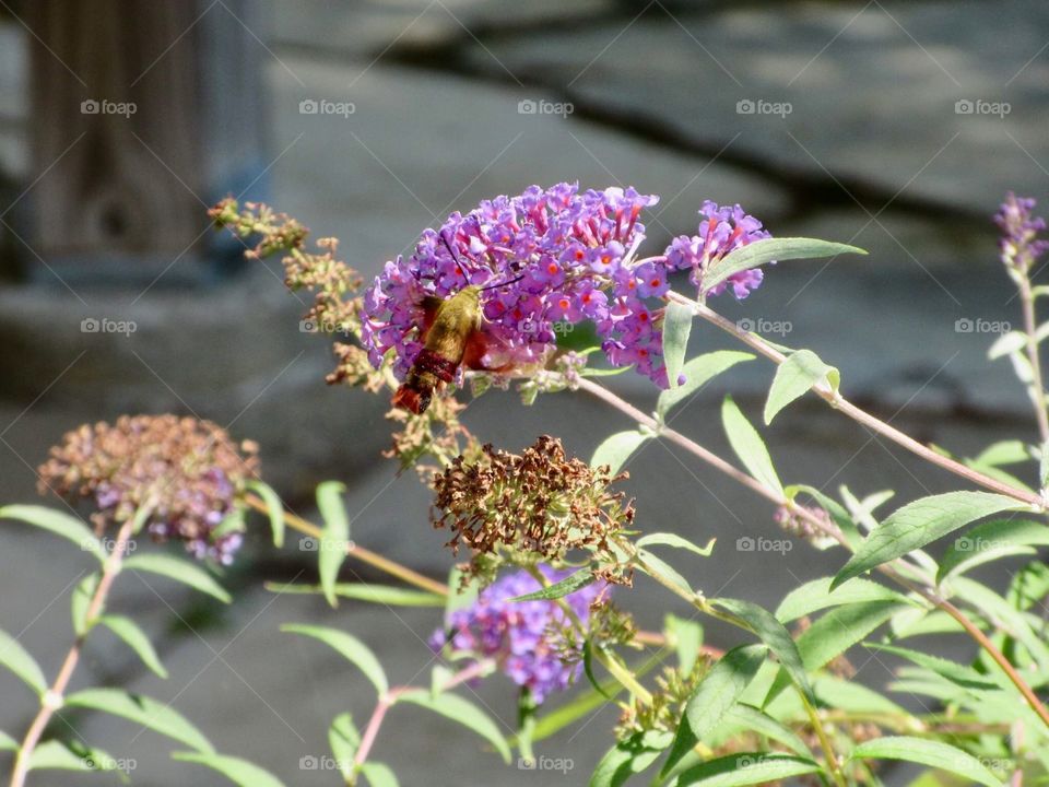 Clear Hummingbird Moth 