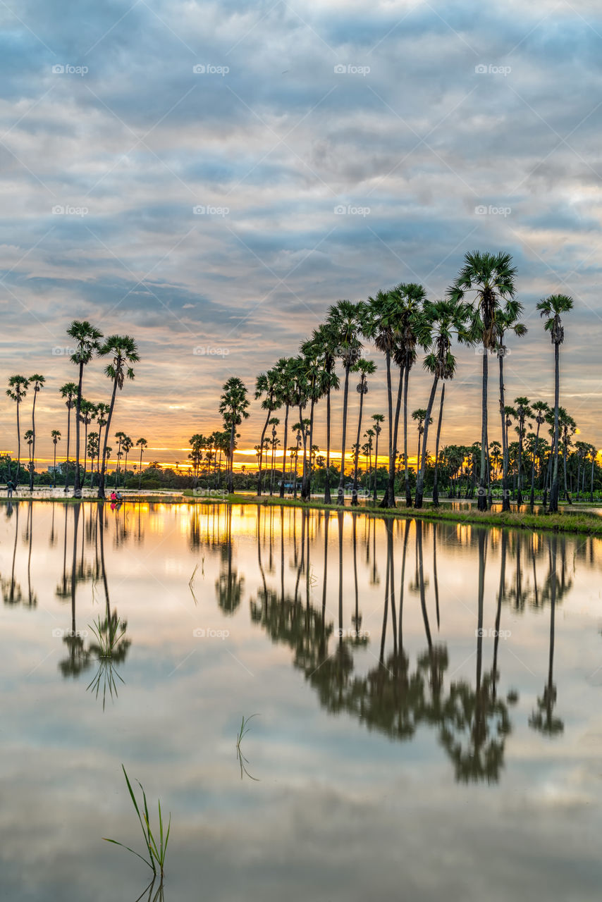 Tourist see sunrise with cloudy background  above the palm trees with reflection in puddle