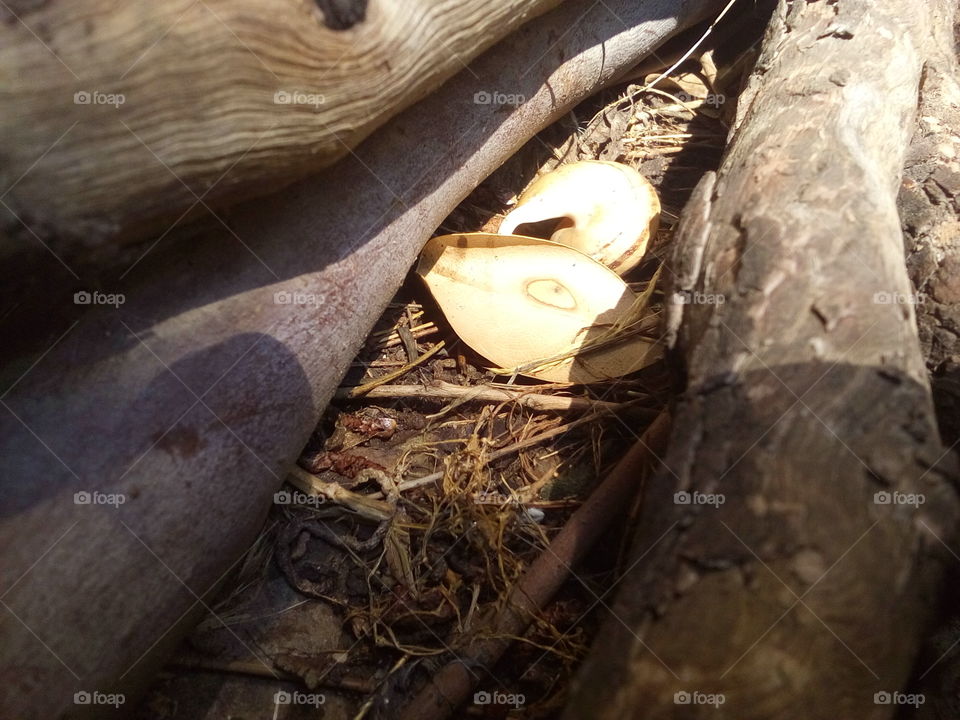 Slug Shell among Firewood