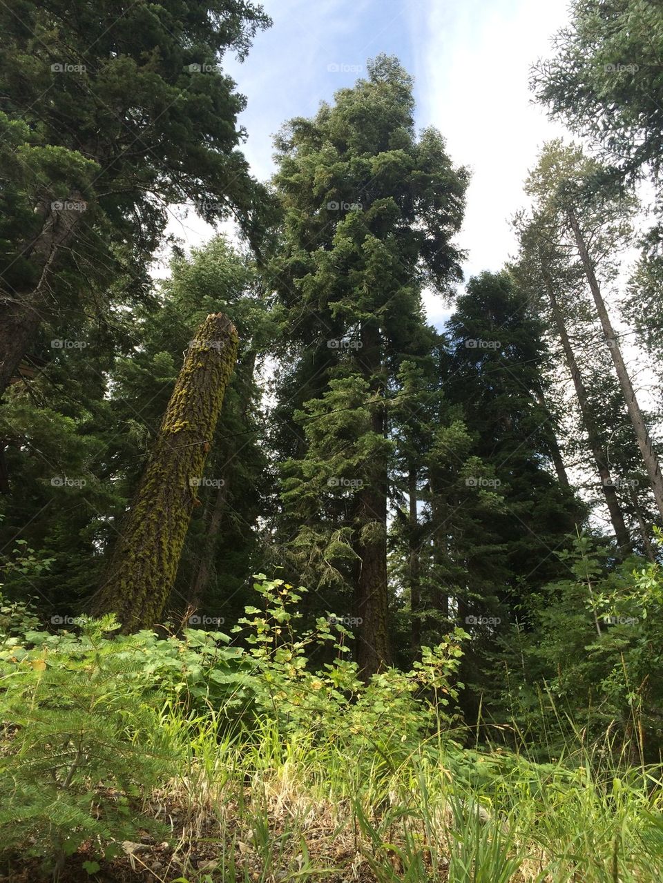 Tahoe Trees