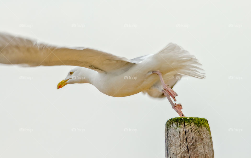 A seagull take flight from a wooden post