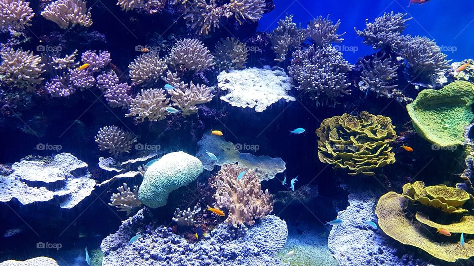 Musée Océanographique de Monaco