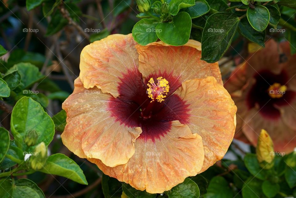 Hibiscus 
