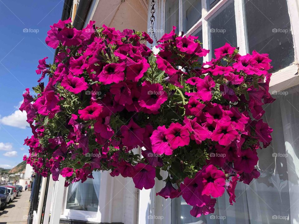 A near perfect array of crimson beauty, for passers by to get excited by and enjoy their presence.