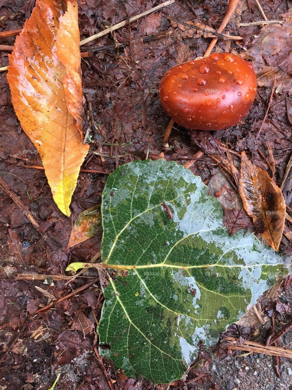 Colors of autumn 