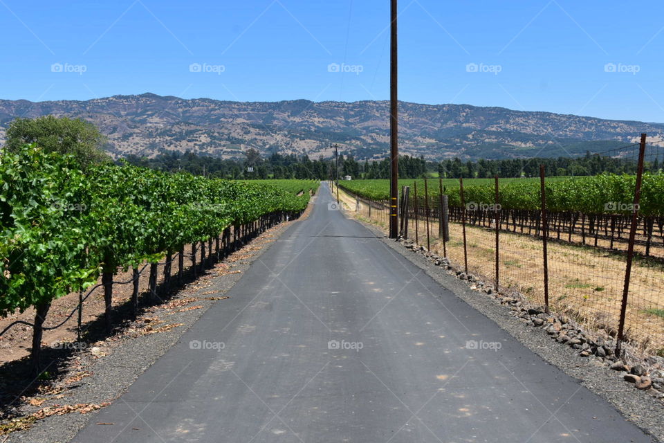 Napa roadway