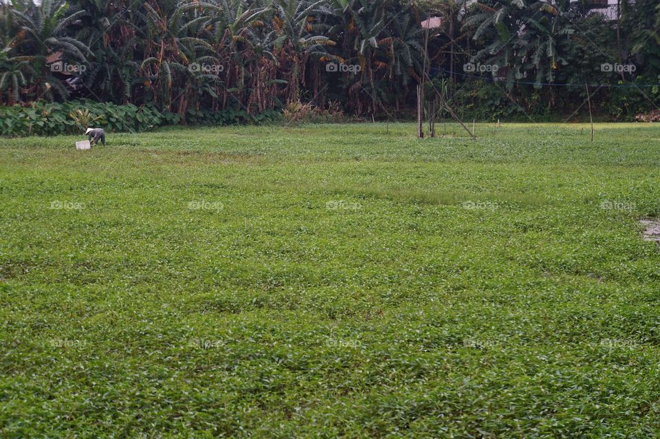 Landscape, Grass, No Person, Nature, Tree