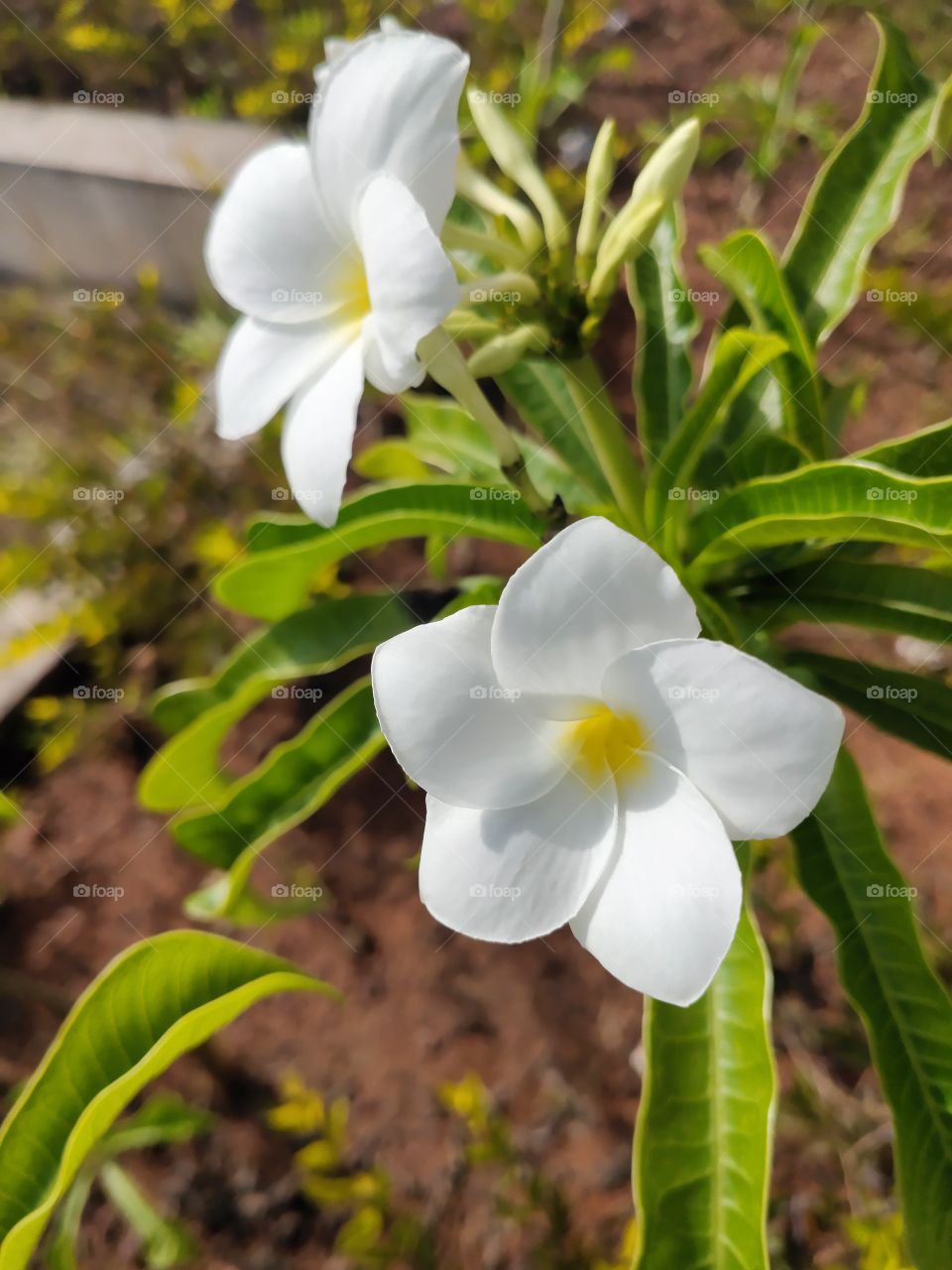 Nature in Natural color, photos with no filters looks absolutely amazing, refreshing and original