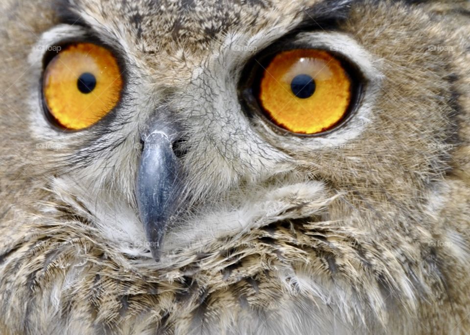 Eyes of an Owl
