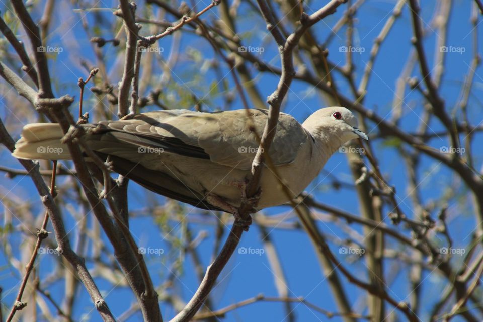 Mourning Dove in the Branches