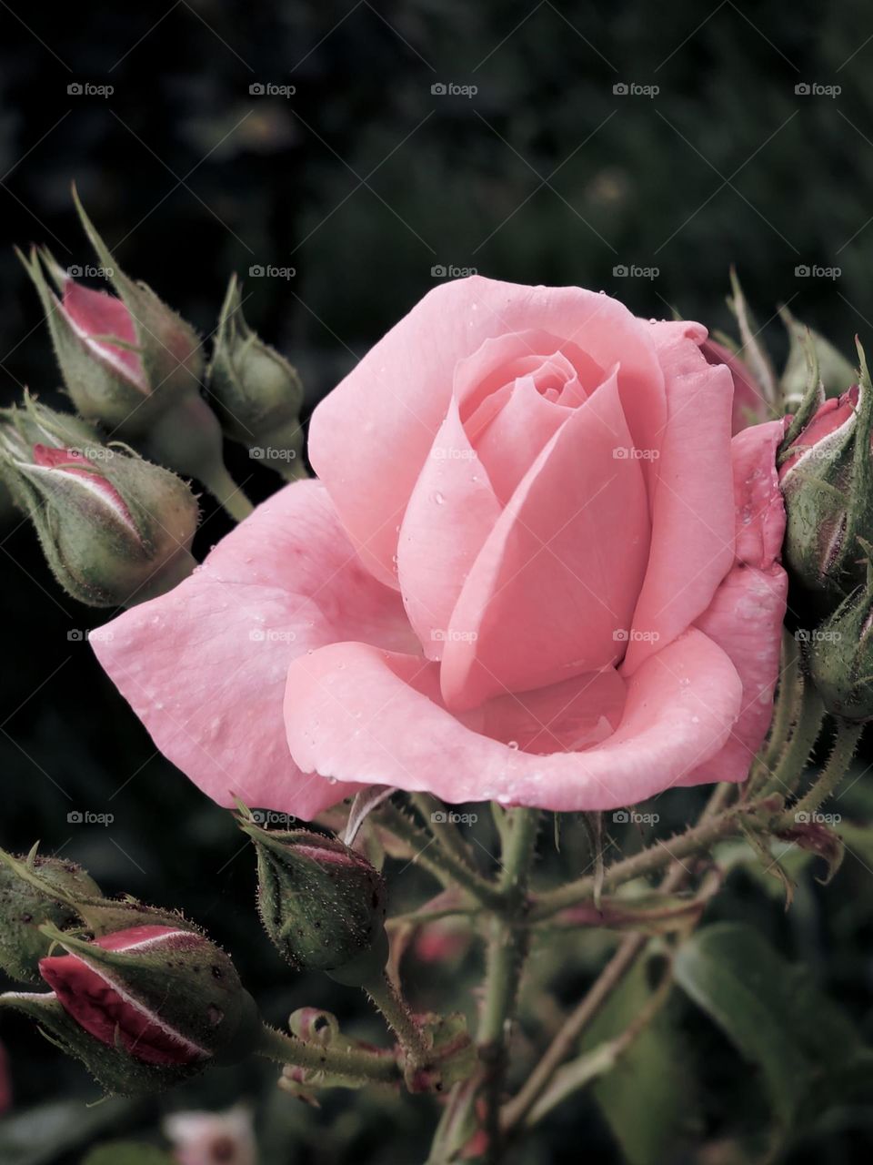 pink rose macro