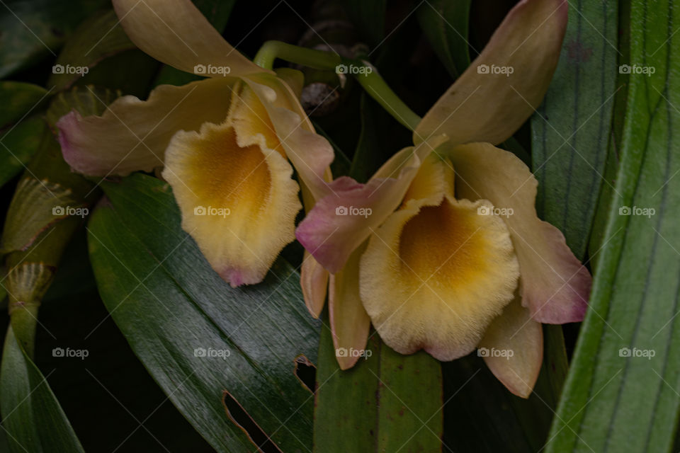 Beautiful orchid/Linda orquídea.
