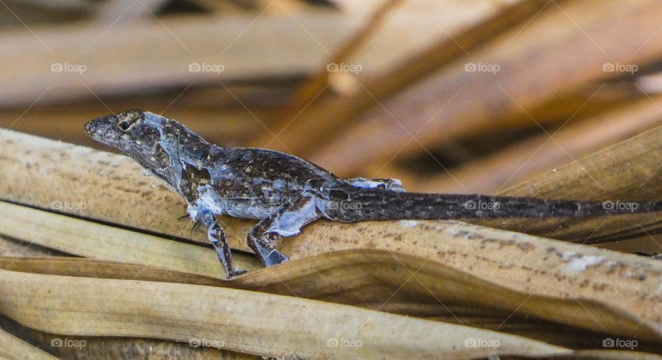 A molting lizard on a tree branch