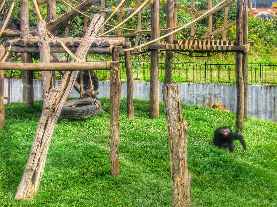 zoológico macaco monkey