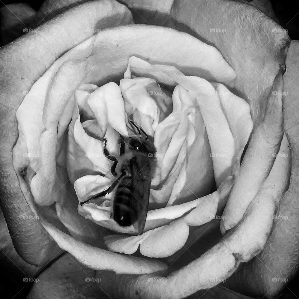 bee in rose monochrome