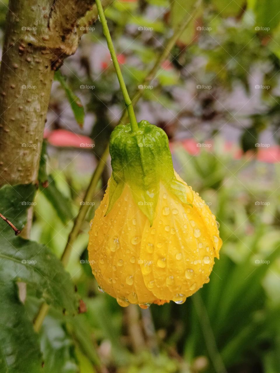 Striped Abutilon