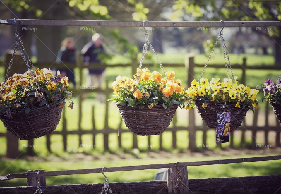 Garden. Stately home 