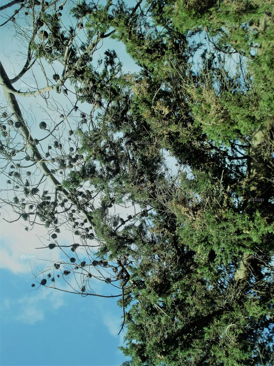 tree