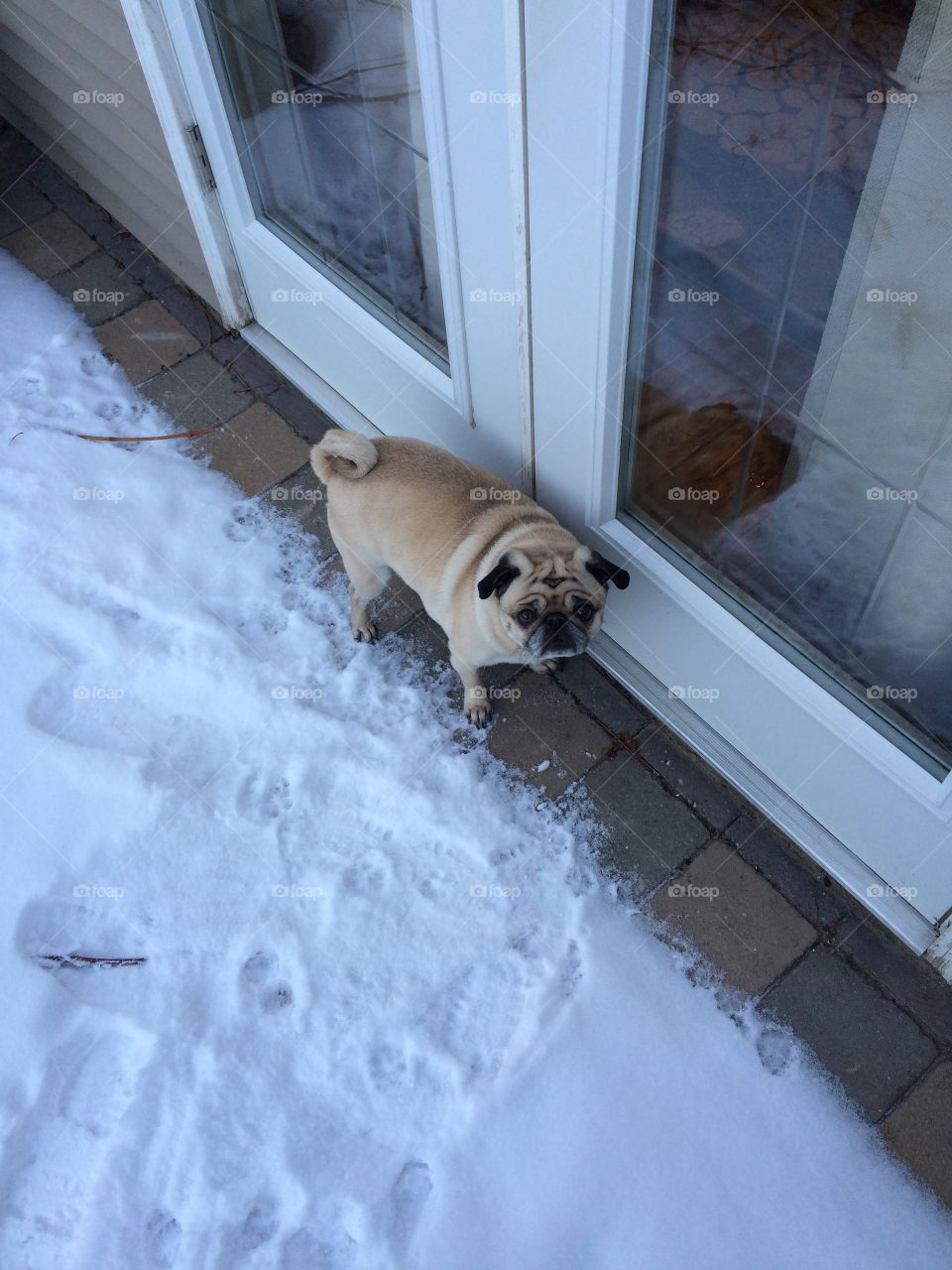Pug dog wanting back inside the house! 