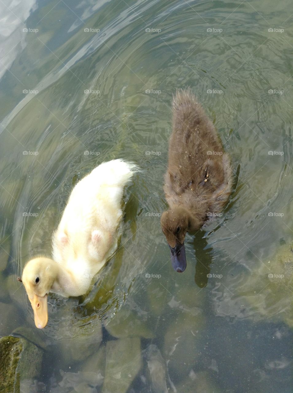 My brother's pet duckies