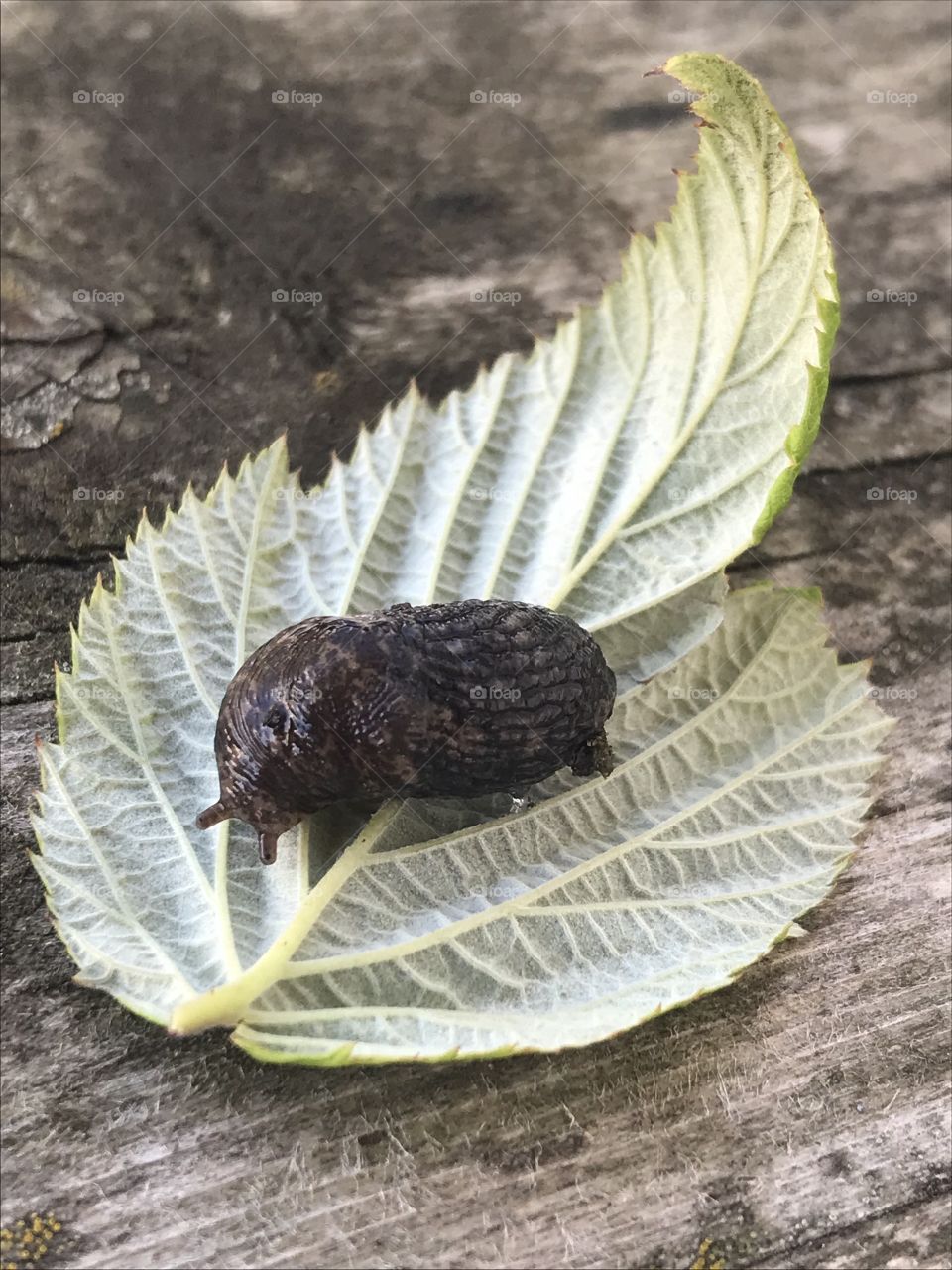Brown slug on a green leaf