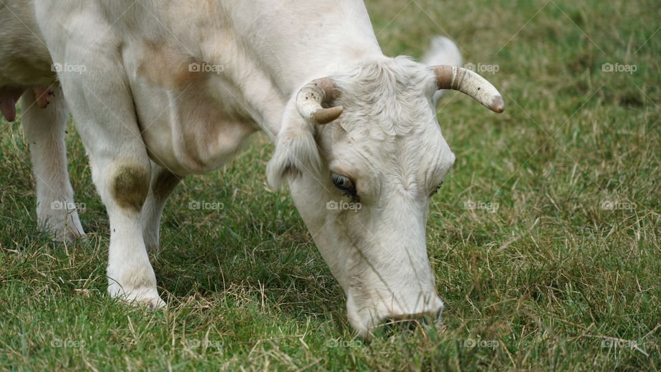 A grazing cow