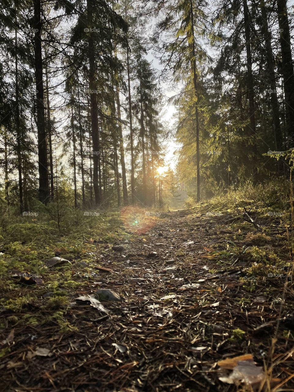 Sun in the forest 