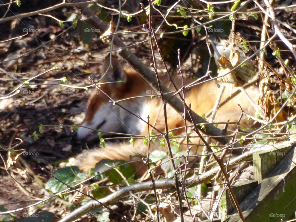 Adorable fox taking a nap in the brush on a sunny early spring day. The branches hide the fox somewhat.
