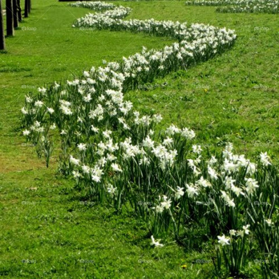 Spring daffodils