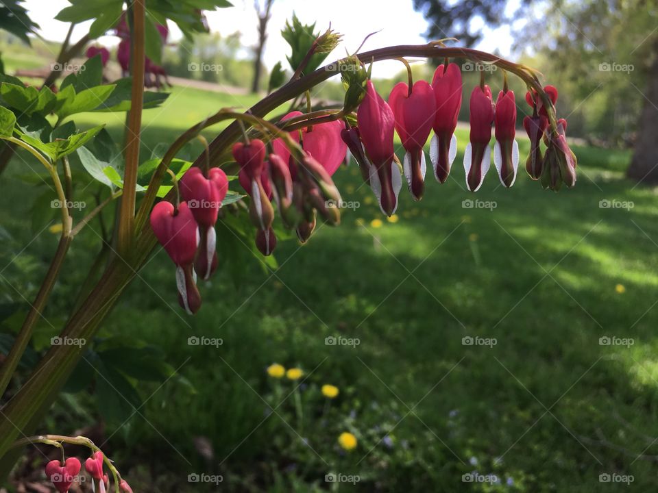 Bleeding heart 
