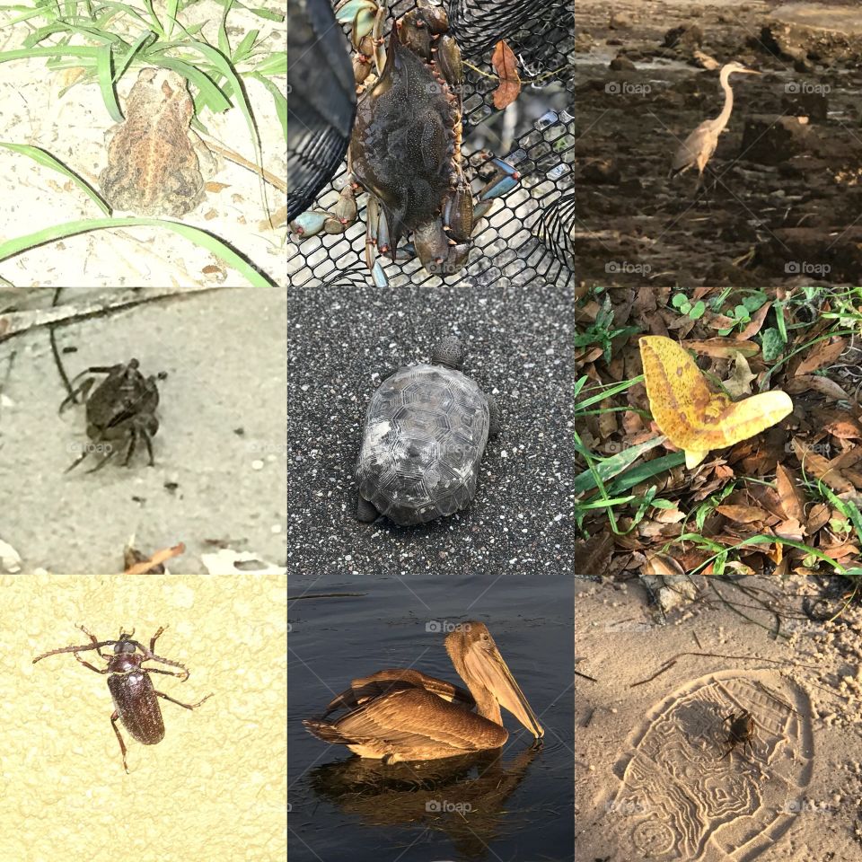 Florida wildlife